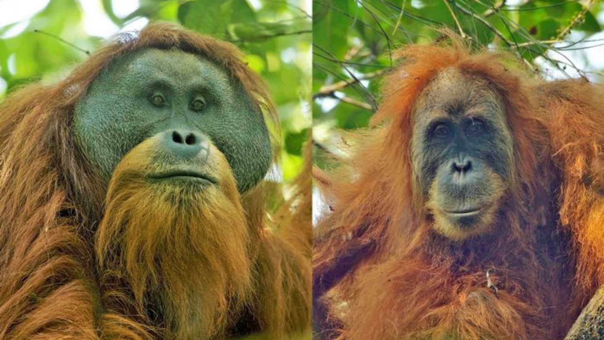 Hari Primata Indonesia Soroti Krisis Orang Utan Tapanuli